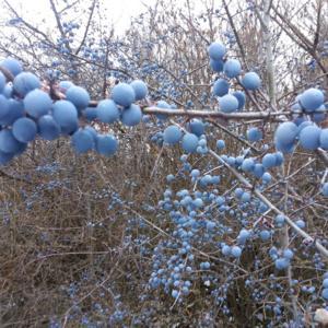 These small trees have beautiful powder blue fruits. Gorgeous!