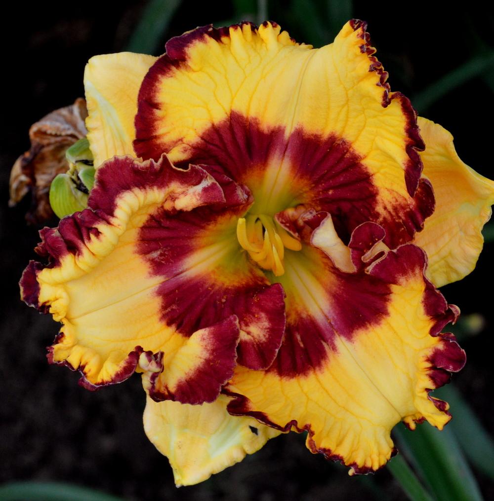 Photo of Daylily (Hemerocallis 'Can't Touch This') uploaded by Tambookie