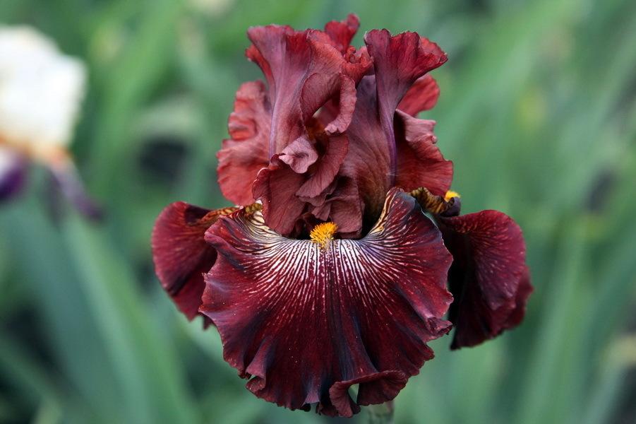 Photo of Tall Bearded Iris (Iris 'Dare Me') uploaded by dimson67