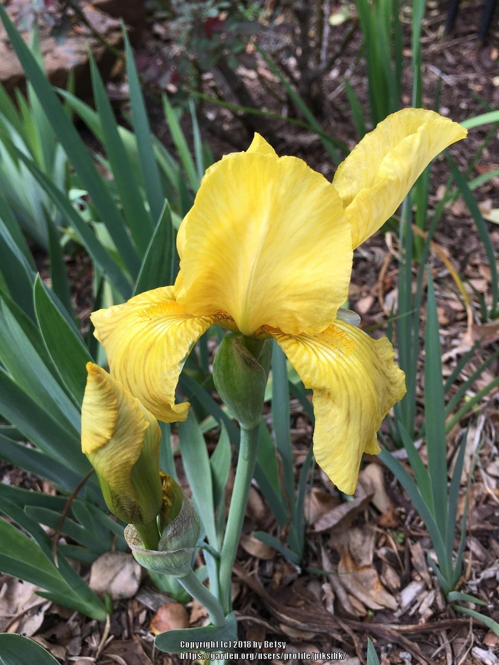 Photo of Irises (Iris) uploaded by piksihk