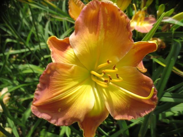 Photo of Daylily (Hemerocallis 'Substantial Evidence') uploaded by Caruso
