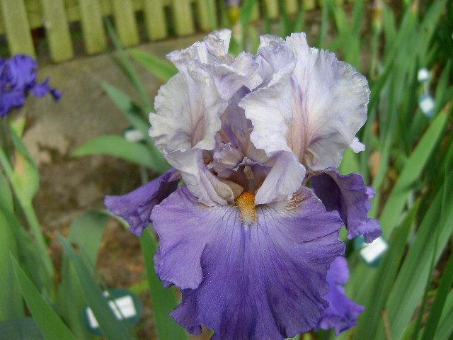 Photo of Tall Bearded Iris (Iris 'Bolder Boulder') uploaded by Caruso