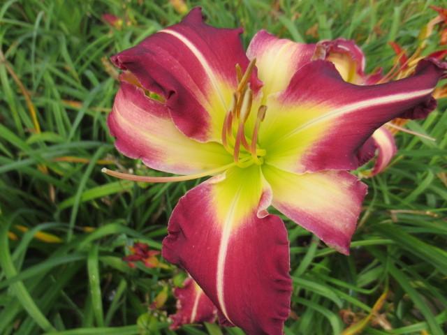 Photo of Daylily (Hemerocallis 'Starring Attraction') uploaded by Caruso