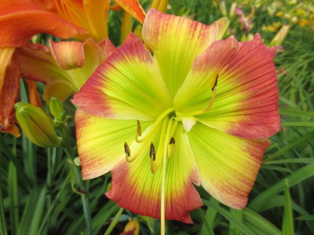 Photo of Daylily (Hemerocallis 'Search for Green Pastures') uploaded by Caruso