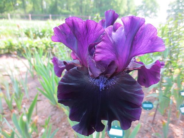 Photo of Tall Bearded Iris (Iris 'Badlands') uploaded by Caruso