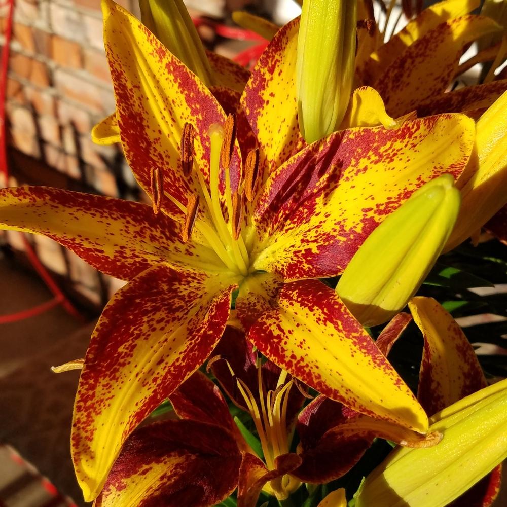 Photo of Lilies (Lilium) uploaded by Goodwoman