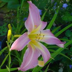 Location: Nora's Garden - Castlegar, B.C.
Date: 2013-08-09
 - Gently relaxed and fluted petals.