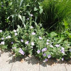 Location: the Lurie Garden in Chicago, Illinois
Date: 2013-08-13
a few plants in bloom along a walkway