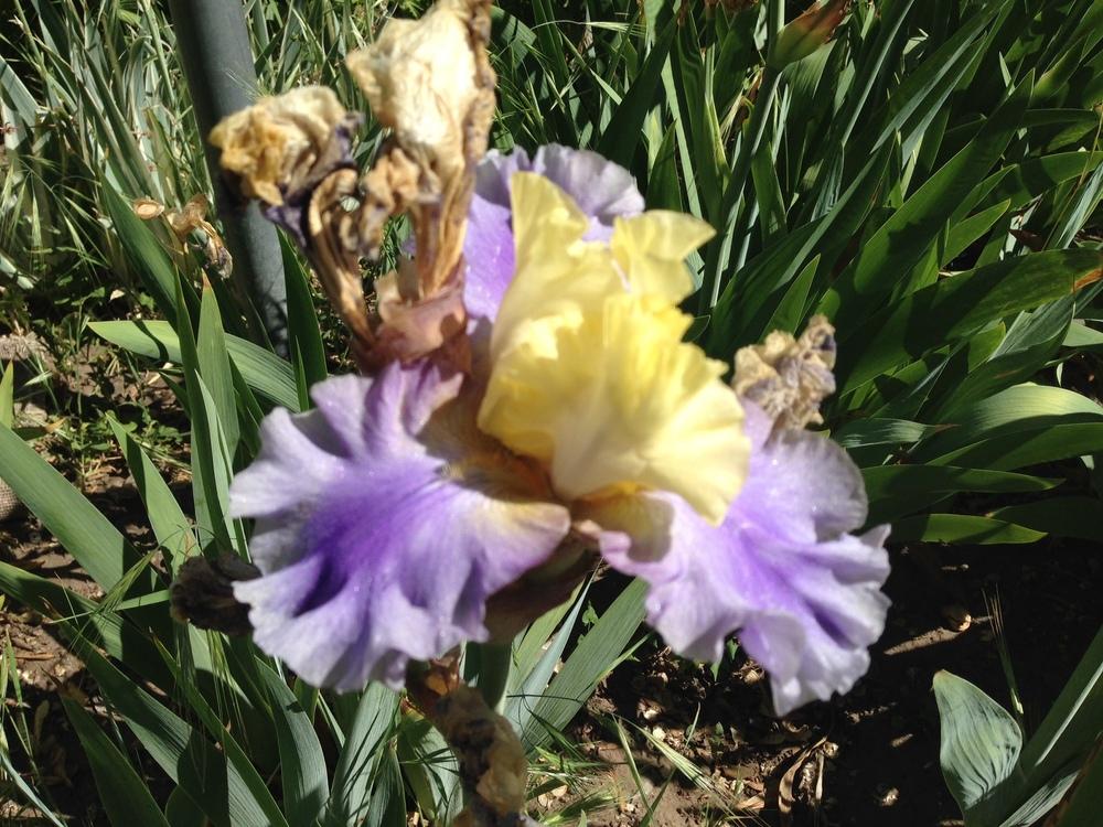 Photo of Tall Bearded Iris (Iris 'Edith Wolford') uploaded by SpringGreenThumb