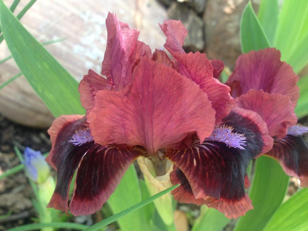 Photo of Standard Dwarf Bearded Iris (Iris 'Cat's Eye') uploaded by SpringGreenThumb