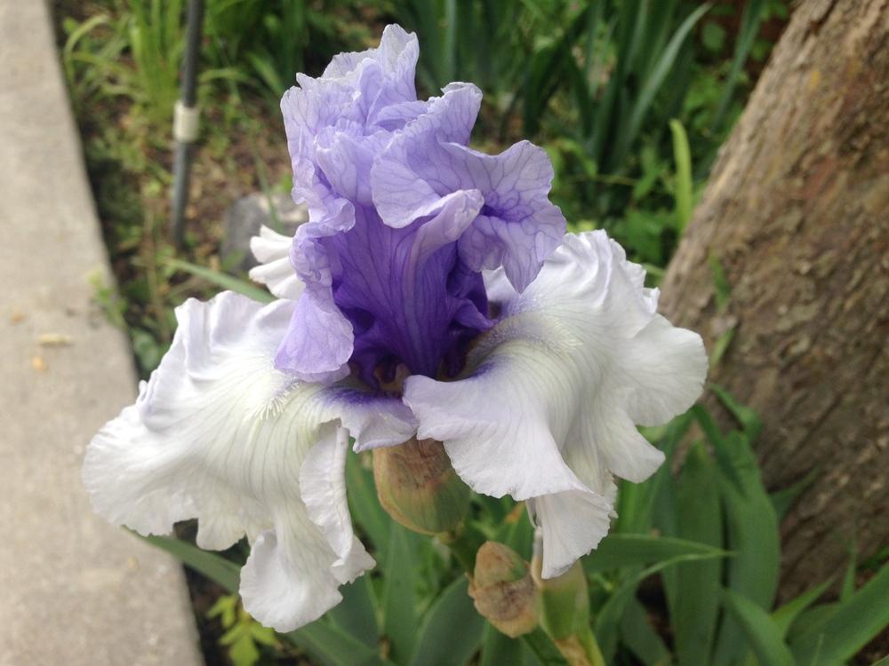 Photo of Tall Bearded Iris (Iris 'Wintry Sky') uploaded by SpringGreenThumb