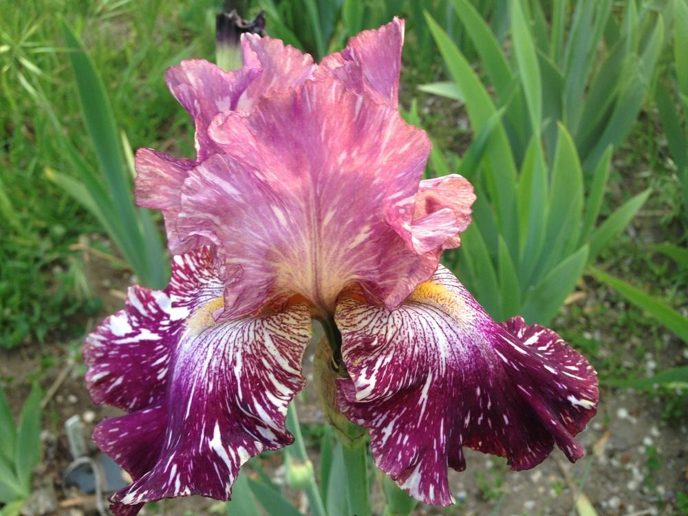Photo of Tall Bearded Iris (Iris 'Bewilderbeast') uploaded by SpringGreenThumb