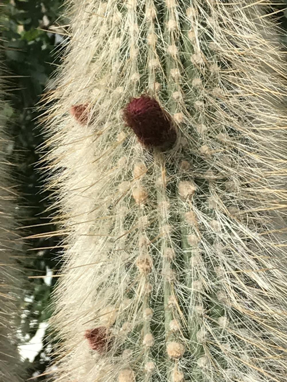 Photo of Silver Torch (Borzicactus strausii) uploaded by bxncbx