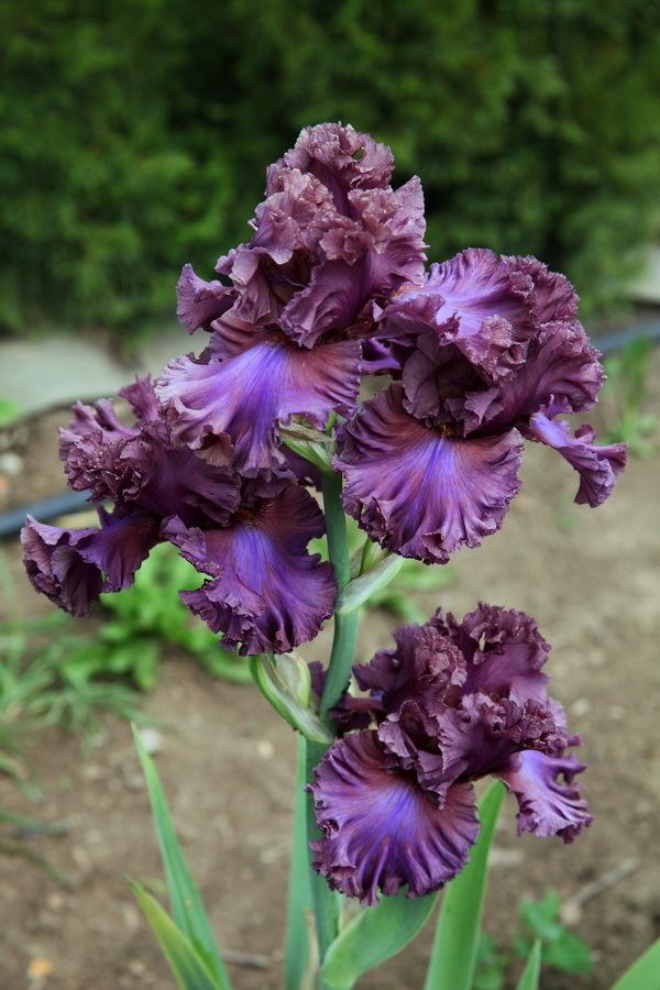 Photo of Tall Bearded Iris (Iris 'Thundermaker') uploaded by dimson67