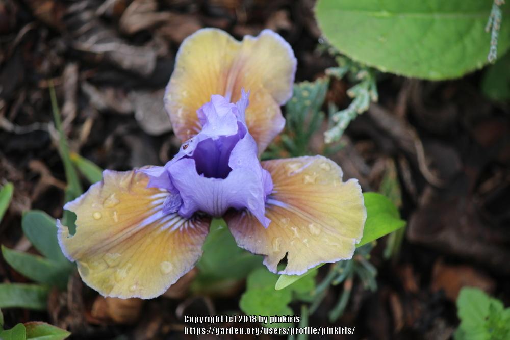Photo of Standard Dwarf Bearded Iris (Iris 'What Again') uploaded by pinkiris