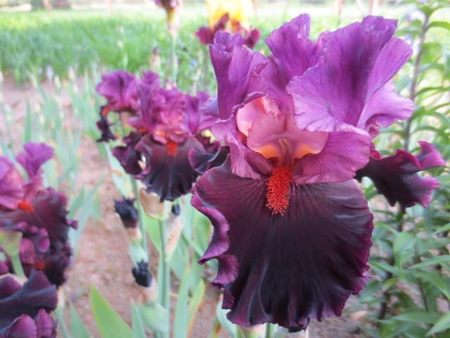 Photo of Tall Bearded Iris (Iris 'Saturn') uploaded by Caruso