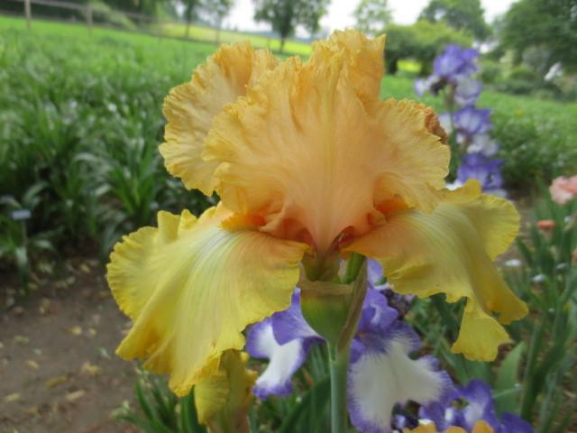 Photo of Tall Bearded Iris (Iris 'Dawning') uploaded by Caruso