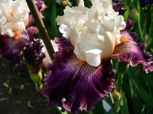 Photo of Tall Bearded Iris (Iris 'Brave Face') uploaded by Caruso