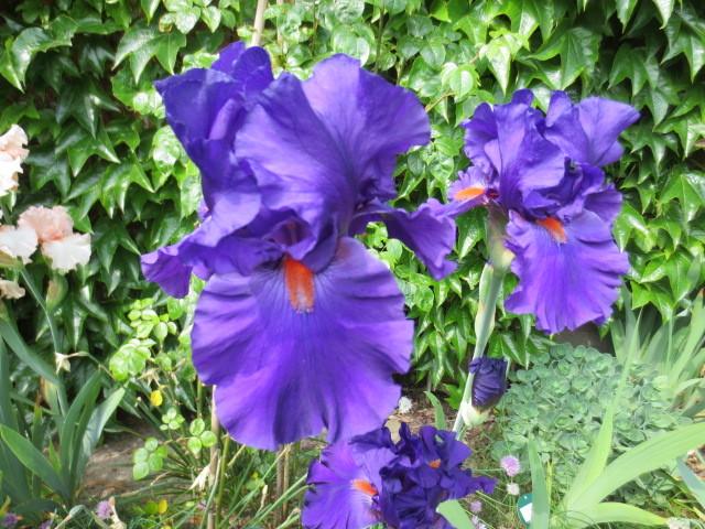 Photo of Tall Bearded Iris (Iris 'Paul Black') uploaded by Caruso