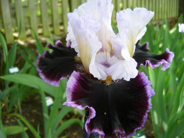 Photo of Tall Bearded Iris (Iris 'Enjoy the Party') uploaded by Caruso