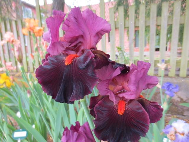 Photo of Tall Bearded Iris (Iris 'Fiery Temper') uploaded by Caruso