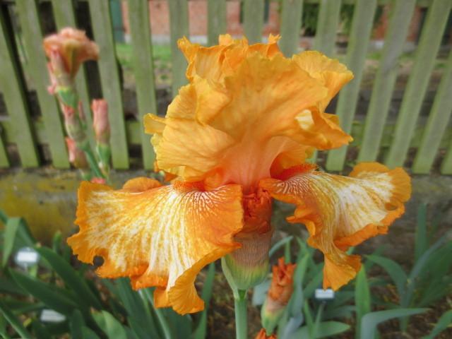 Photo of Tall Bearded Iris (Iris 'Cajun Rhythm') uploaded by Caruso
