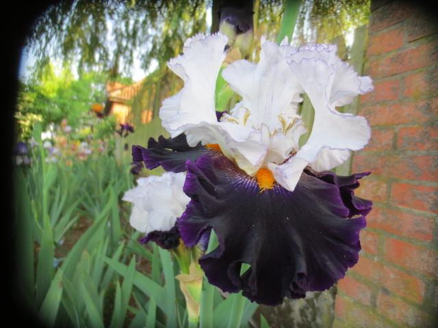 Photo of Tall Bearded Iris (Iris 'Domino Noir') uploaded by Caruso