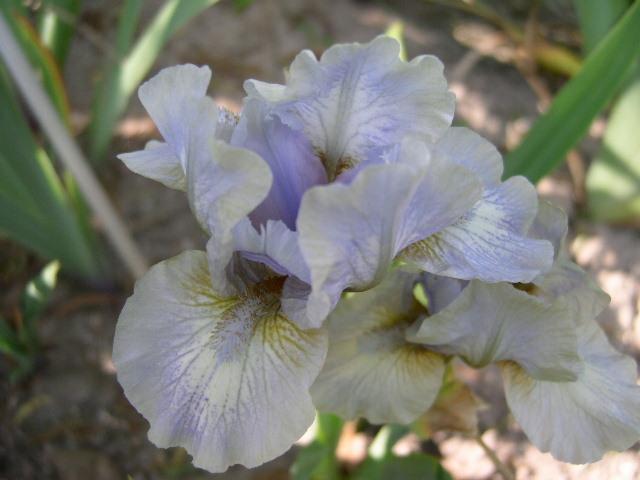 Photo of Standard Dwarf Bearded Iris (Iris 'Chubby Cheeks') uploaded by Caruso