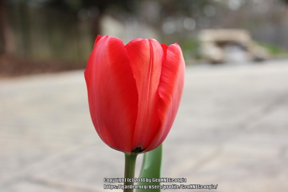 Photo of Darwin Hybrid Tulip (Tulipa 'Red Impression') uploaded by GenXNEGeorgia