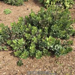 Location: Hamilton Square Garden, Historic City Cemetery, Sacramento CA.
Date: 2018-03-18
These two plants have handled our drought years and heavy rain wi