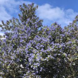 Location: Native Plant Demonstration Garden, Historic City Cemetery, Sacramento CA.
Date: 2018-03-17
Looking up at fully mature tree in full bloom.