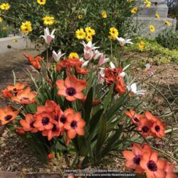 Location: Hamilton Square Garden, Historic City Cemetery, Sacramento CA.
Date: 2018-03-18
Just behind isTulipa clusiana 'Lady Jane' and California Brittleb