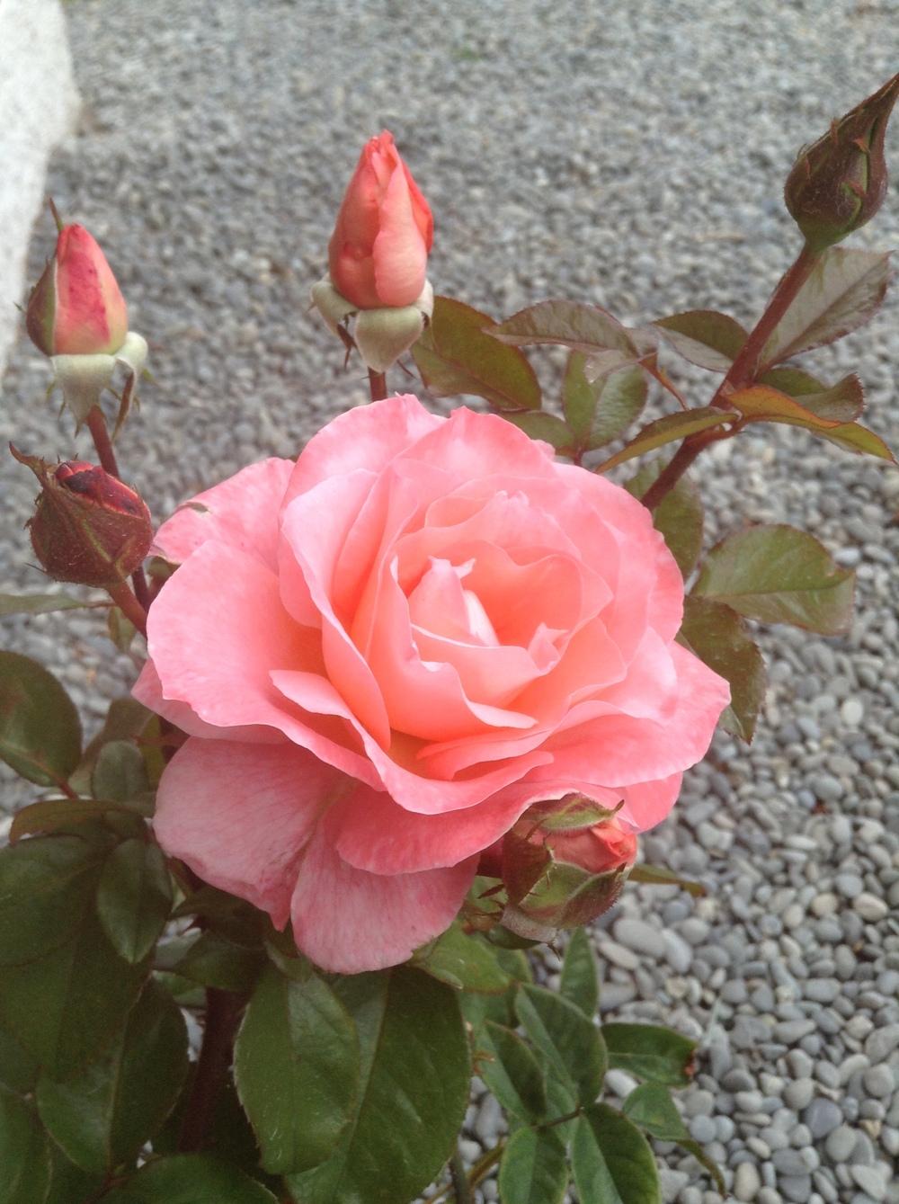 Photo of Rose (Rosa 'Paul Shirville') uploaded by Katya79