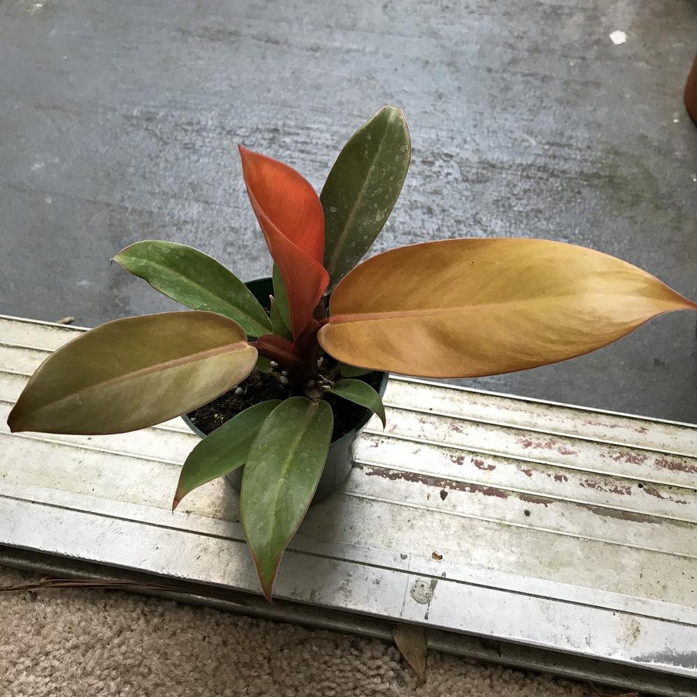 Photo of Philodendron 'Prince of Orange' uploaded by bholler