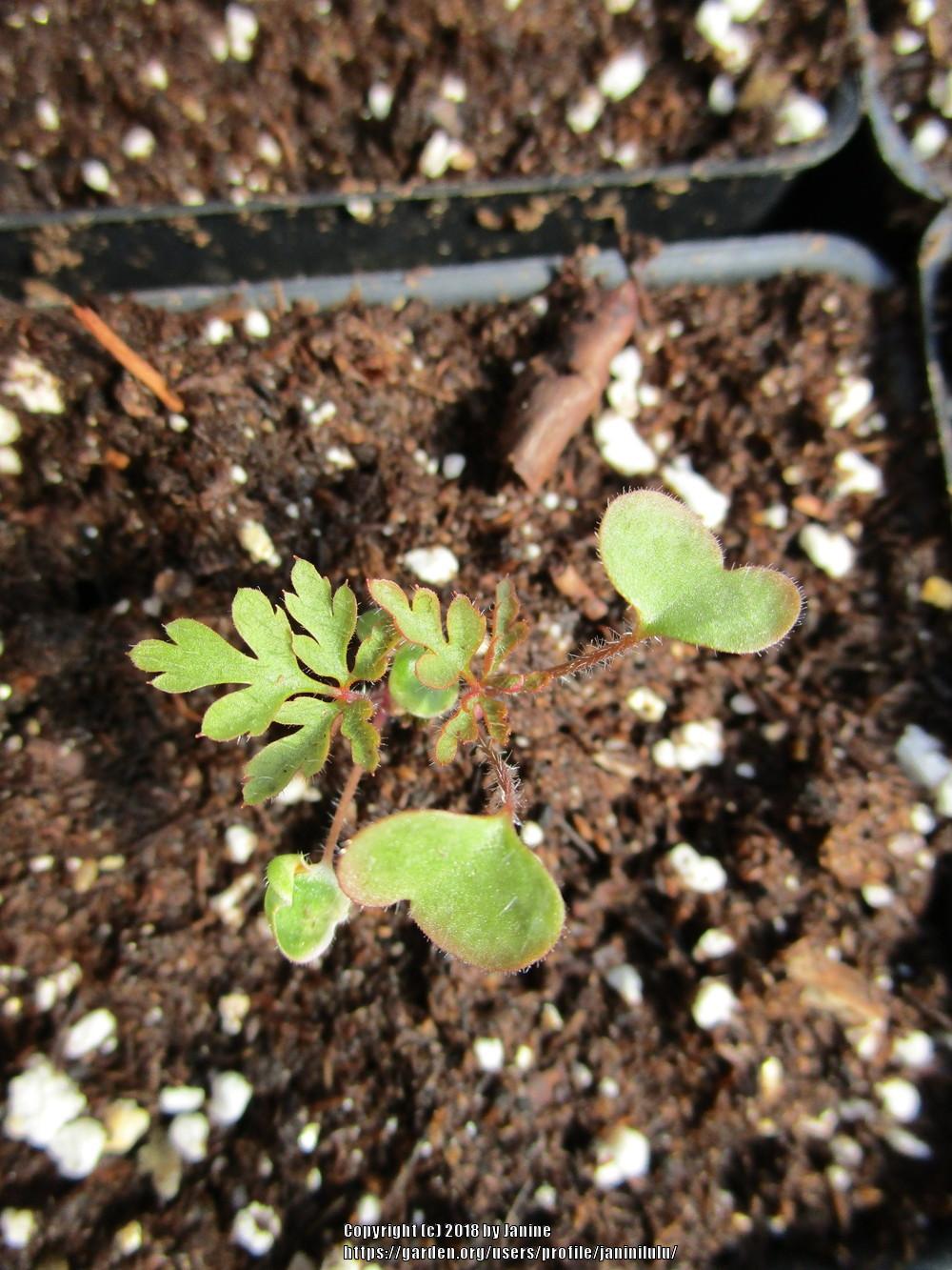 Photo of Herb Robert (Geranium robertianum) uploaded by janinilulu