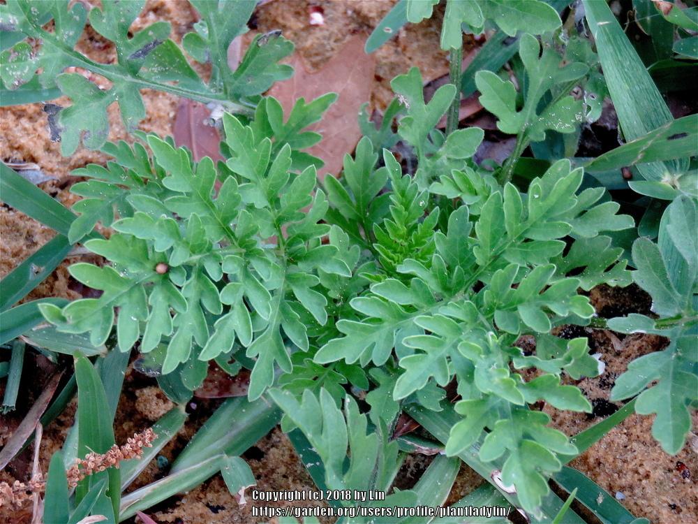 Photo of Common Ragweed (Ambrosia artemisiifolia) uploaded by plantladylin