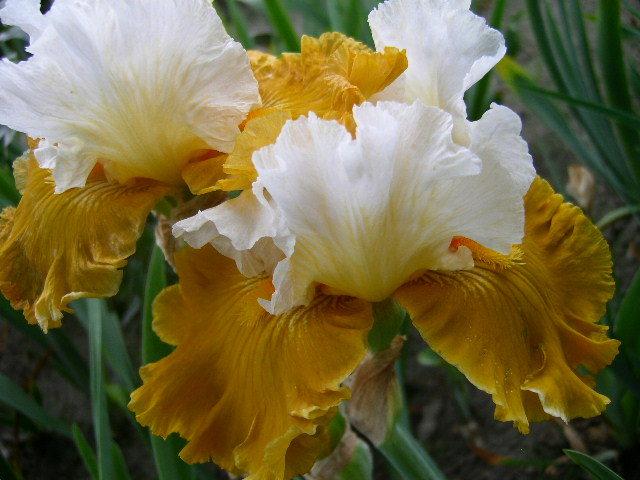 Photo of Tall Bearded Iris (Iris 'Tour de France') uploaded by Caruso