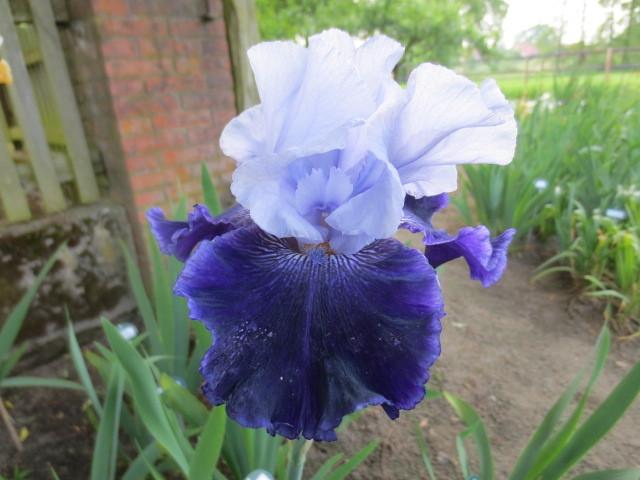 Photo of Tall Bearded Iris (Iris 'World Premier') uploaded by Caruso