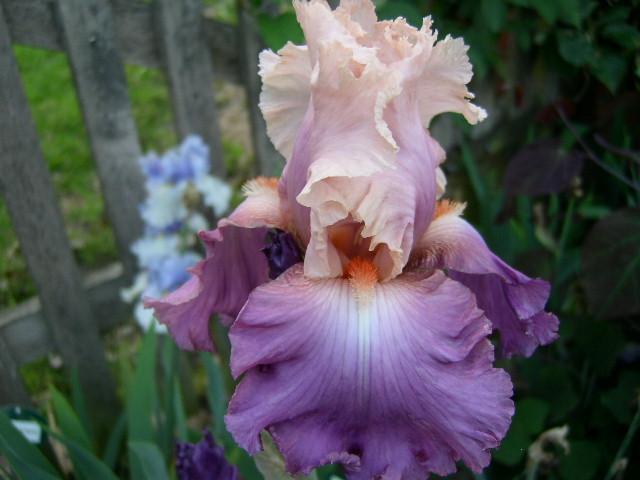 Photo of Tall Bearded Iris (Iris 'Sweet Musette') uploaded by Caruso