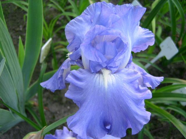 Photo of Tall Bearded Iris (Iris 'Victoria Falls') uploaded by Caruso