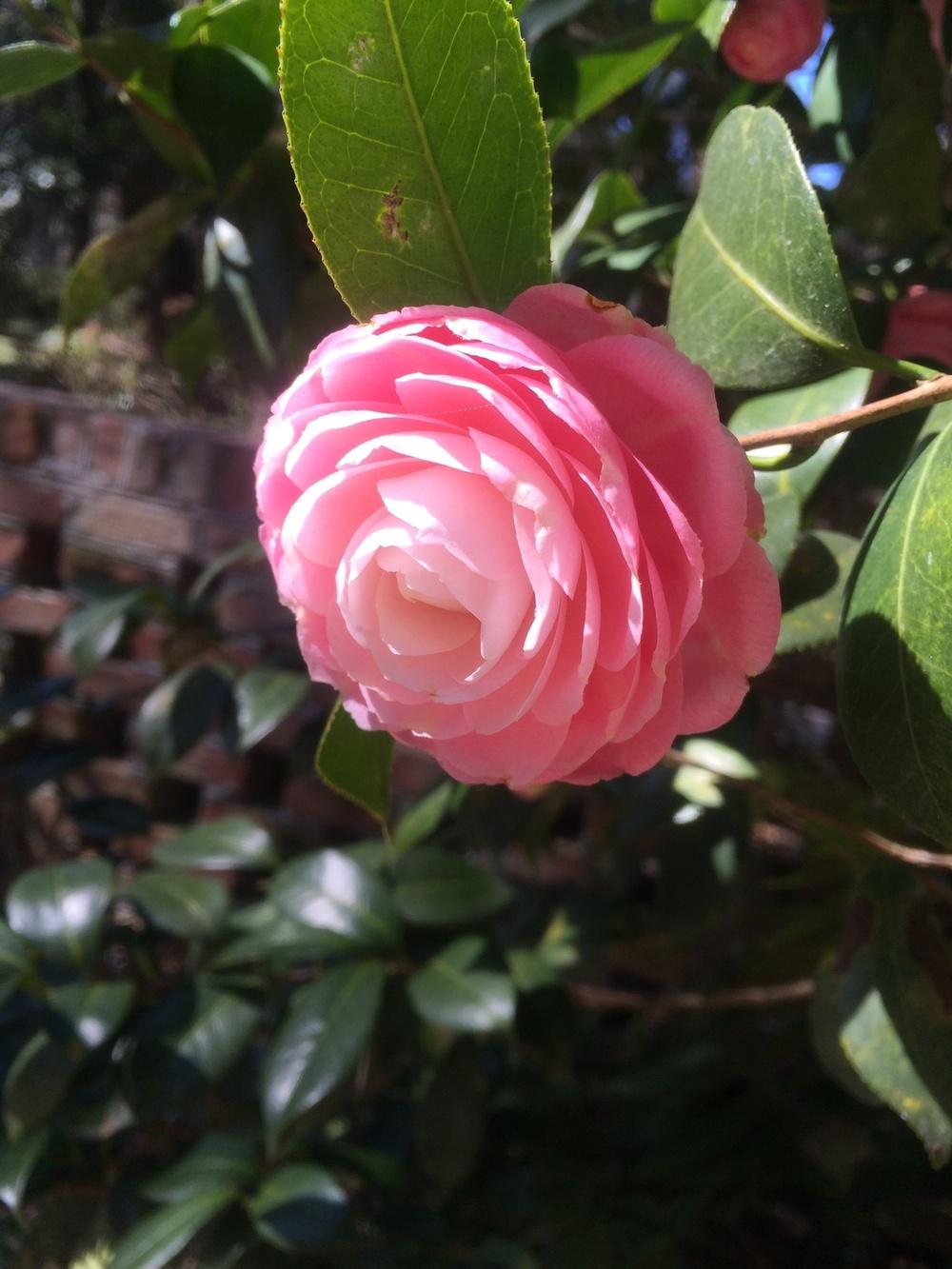 Photo of Camellias (Camellia) uploaded by Scmagnolia1