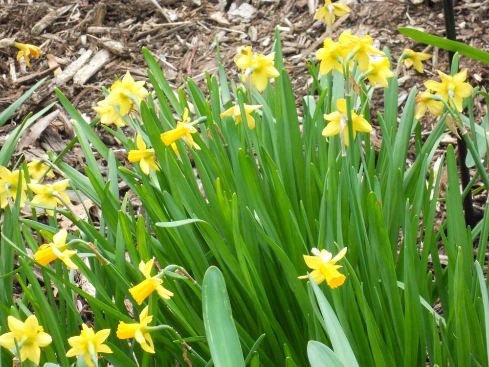 Photo of Daffodil (Narcissus 'Tete-a-Tete') uploaded by Buzzbea424