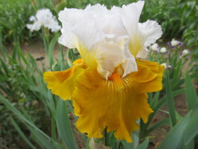 Photo of Tall Bearded Iris (Iris 'Tour de France') uploaded by Caruso
