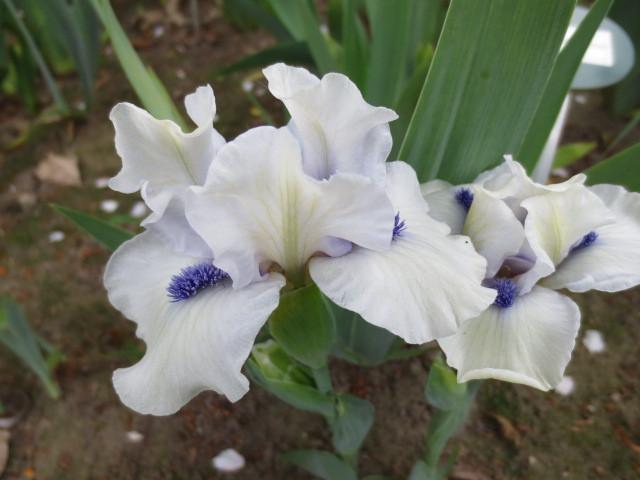 Photo of Standard Dwarf Bearded Iris (Iris 'Bluebeard's Ghost') uploaded by Caruso