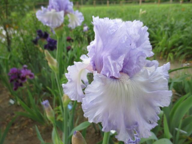 Photo of Tall Bearded Iris (Iris 'Royal Sterling') uploaded by Caruso