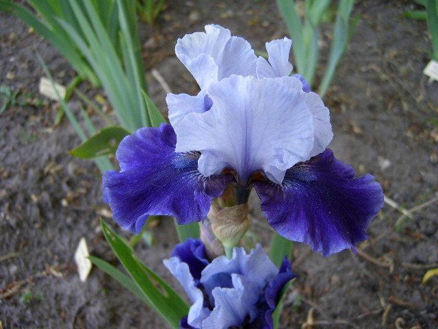 Photo of Intermediate Bearded Iris (Iris 'Mariposa Wizard') uploaded by Caruso