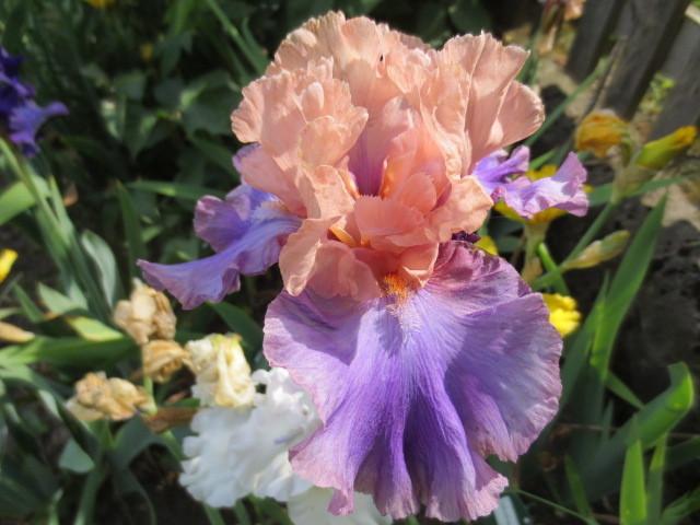 Photo of Tall Bearded Iris (Iris 'Poem of Ecstasy') uploaded by Caruso