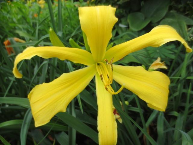 Photo of Daylily (Hemerocallis 'Wiggly Piggly') uploaded by Caruso