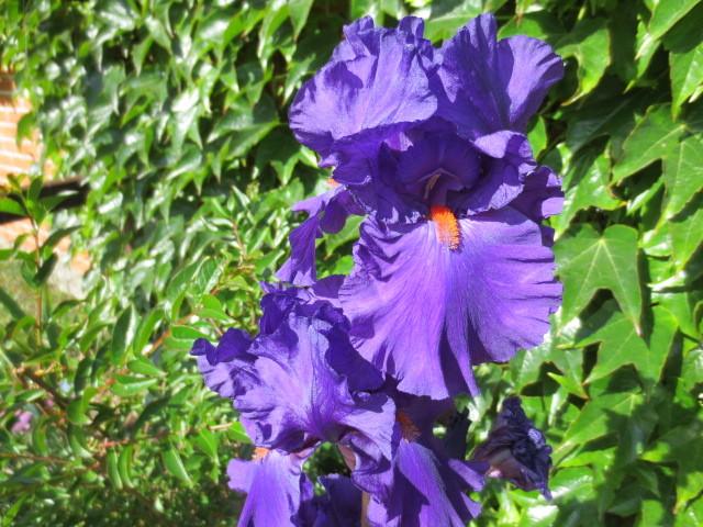 Photo of Tall Bearded Iris (Iris 'Paul Black') uploaded by Caruso