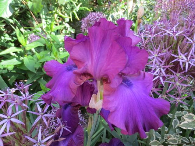 Photo of Tall Bearded Iris (Iris 'Gypsy Romance') uploaded by Caruso